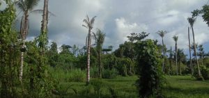 Ratusan Pohon Kelapa di Wasile Tengah Mati Terdampak Banjir