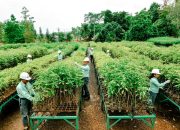 MIND ID Berdayakan Petani dari Haltim Hingga Sumsel Menuju Swasembada Pangan